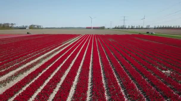 Drone Disparo Volando Sobre Los Campos Tulip Flevopolder Países Bajos — Vídeos de Stock