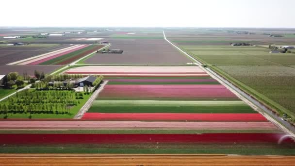Drohnenschuss Fliegt Über Tulpenfelder Flevopolder Den Niederlanden Der Nähe Von — Stockvideo