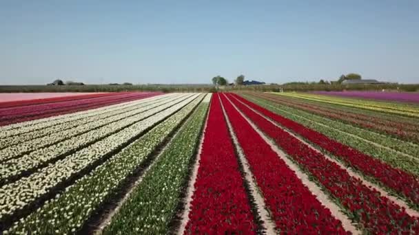 Drone Schot Vliegend Tulpenvelden Flevopolder Nabij Dronten — Stockvideo