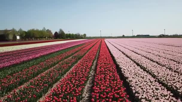 Drone Tiro Voando Sobre Campos Tulipa Flevopolder Holanda Perto Lugar — Vídeo de Stock