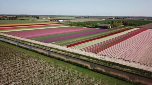 Drone Survolant Les Champs Tulipes Flevopolder Aux Pays Bas Près — Video