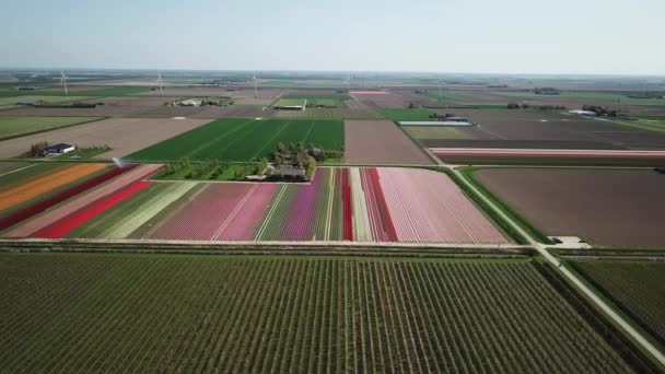 Drone Survolant Les Champs Tulipes Flevopolder Aux Pays Bas Près — Video