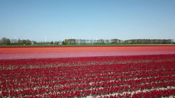 Drone Disparo Volando Sobre Los Campos Tulip Flevopolder Países Bajos — Vídeos de Stock