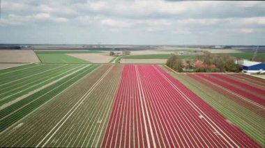 Hollanda 'da Dronten yakınlarındaki Flevopolder' da Lale sahalarında uçan insansız hava aracı atışı
