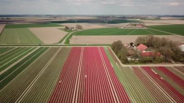 Hollanda 'da Dronten yakınlarındaki Flevopolder' da Lale sahalarında uçan insansız hava aracı atışı
