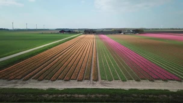 Drone Shot Latający Nad Polami Tulipanów Flevopolder Holandii Pobliżu Miejscowości — Wideo stockowe
