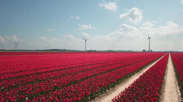 Drone Shot Latający Nad Polami Tulipanów Flevopolder Holandii Pobliżu Miejscowości — Wideo stockowe