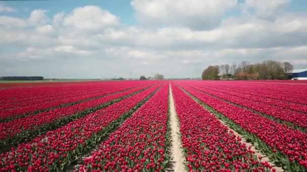 Drone Tiro Voando Sobre Campos Tulipa Flevopolder Holanda Perto Lugar — Vídeo de Stock