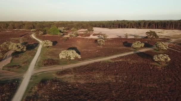 Uitzicht Vanuit Lucht Het Exmoor National Park Bos Met Het — Stockvideo