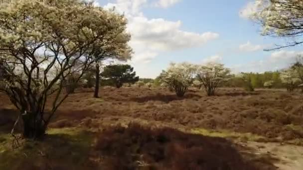 Aérien d'Amelanchier à fleurs blanches est mort arbres dans la bruyère aux Pays-Bas