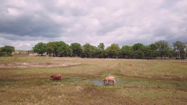 Antenne Der Schottischen Highlander Auf Wiesenfeldern Holland — Stockvideo