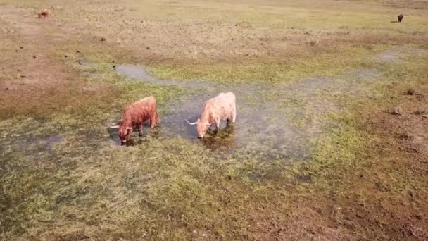 Antenne Der Schottischen Highlander Auf Wiesenfeldern Holland — Stockvideo