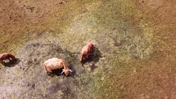 Aerial Scottisch Highlanders สนามท งหญ าในฮอลแลนด — วีดีโอสต็อก