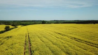İngiltere 'deki Cotswold tepelerinde sarı kolza tohumu tarlaları.