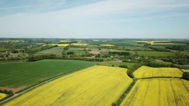 İngiltere 'deki Cotswold tepelerinde sarı kolza tohumu tarlaları.