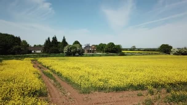 Aérien Champs Colza Jaune Sur Les Collines Cotswold Angleterre — Video