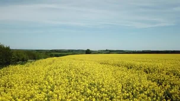 Aerial Yellow Rapeseed Fields Cotswold Hills England Video By C Mystockvideo Stock Footage 388704970