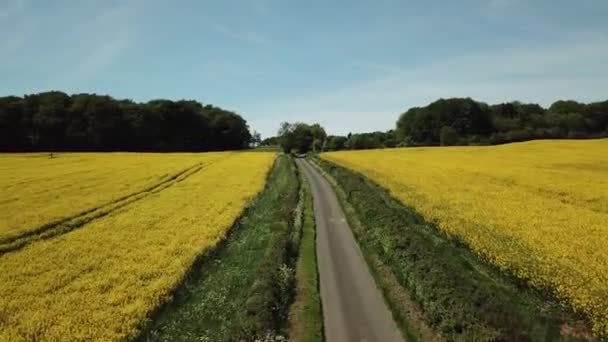 Keltaisten Rypsipeltojen Antenni Cotswoldin Kukkuloilla Englannissa — kuvapankkivideo