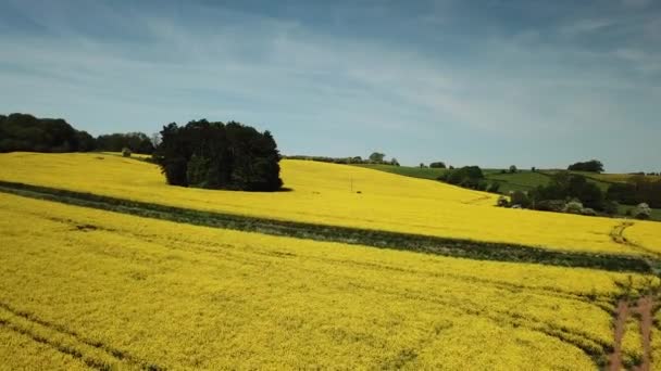 Aérien Champs Colza Jaune Sur Les Collines Cotswold Angleterre — Video