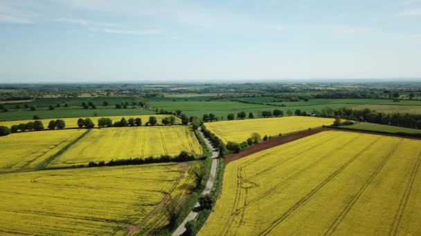 Ngiltere Deki Cotswold Tepelerinde Sarı Kolza Tohumu Tarlaları — Stok video