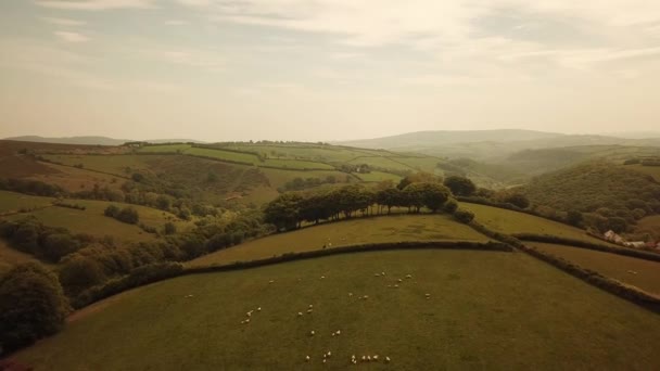Aerial Sheep Merumput Bukit Exmoor — Stok Video
