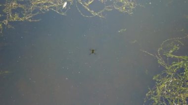 Suda uçan bir dronun yansıması, yukarıdan aşağıya doğru.