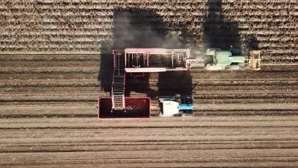 Luchtfoto Van Landbouwtrekkers Die Aardappelakkers Met Aardappelgewassen Oogsten — Stockvideo