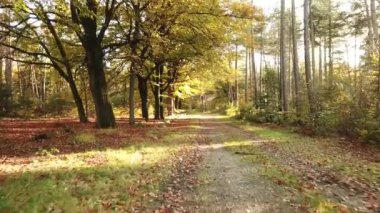 Sonbahar ormanı 'Corversbos' un manzaralı görüntüleri ve Hollanda 'da Hilversum adında bir kentin kıyısında.
