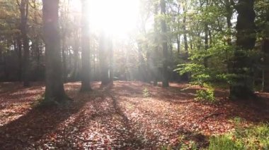 Sonbahar ormanı 'Corversbos' un manzaralı görüntüleri ve Hollanda 'da Hilversum adında bir kentin kıyısında.