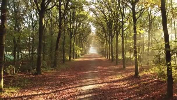 Imágenes Escénicas Del Bosque Otoñal Corversbos Está Las Afueras Ciudad — Vídeo de stock