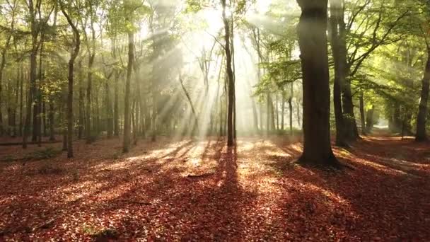 Images Panoramiques Forêt Automnale Corversbos Est Périphérie Ville Appelée Hilversum — Video