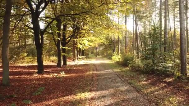 Imágenes Escénicas Del Bosque Otoñal Corversbos Está Las Afueras Ciudad — Vídeo de stock