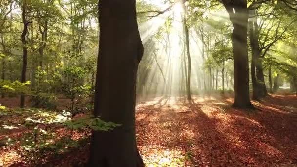 Imágenes Escénicas Del Bosque Otoñal Corversbos Está Las Afueras Ciudad — Vídeo de stock