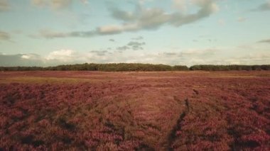 Hollanda 'daki Hilversum yakınlarındaki güzel mor fundanın havası.