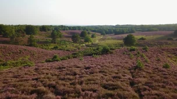 Purple Misty Heather Fields Posbank Στην Ολλανδία — Αρχείο Βίντεο