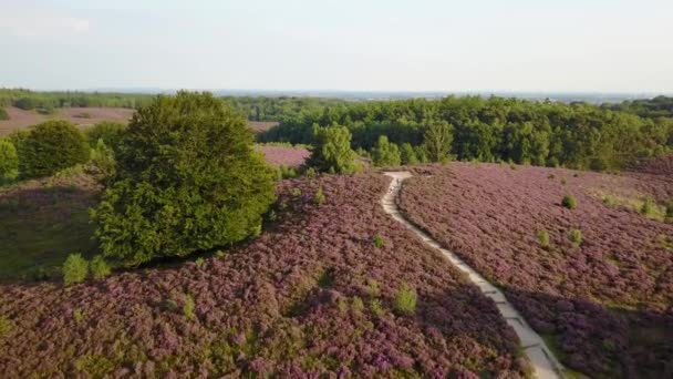 Violett Vernebelte Heidefelder Bei Posbank Den Niederlanden — Stockvideo