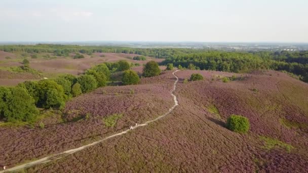 オランダのポズバンクにある紫色の霧のヘザーフィールド — ストック動画