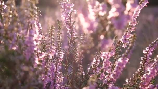 紫色の花のヒーザーのクローズアップ映像 — ストック動画