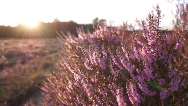 Κοντινό Πλάνο Του Purple Blooming Heather — Αρχείο Βίντεο