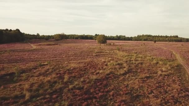 Aérea Del Hermoso Brezo Púrpura Cerca Hilversum Los Países Bajos — Vídeos de Stock