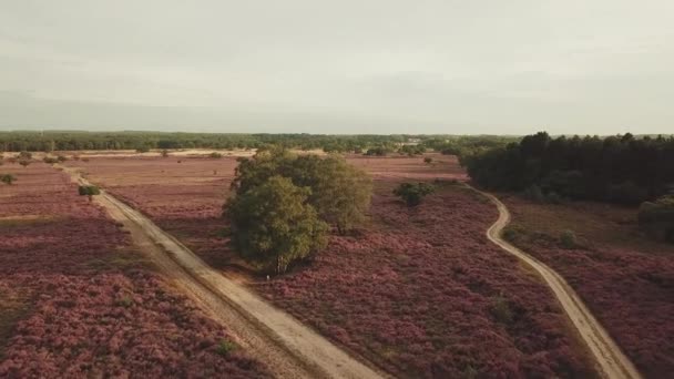 オランダのヒルフェルスム近くの美しい紫色の髪の空中 — ストック動画