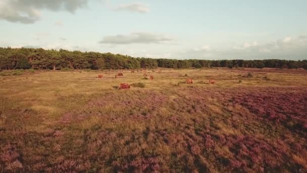 Scottish Highlanders Purple Blooming Heather Fields Netherlands Aerial — Αρχείο Βίντεο