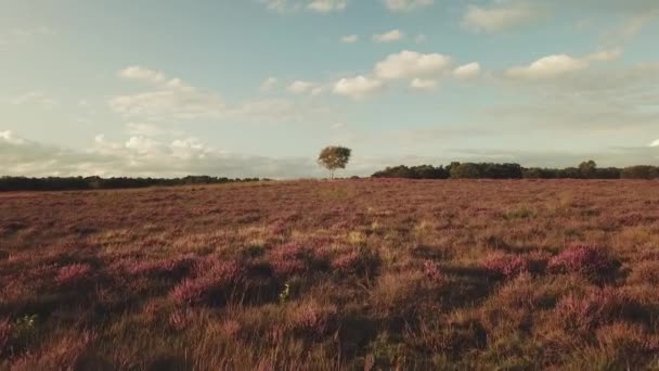 Gyönyörű Lila Hanga Levegője Hilversum Közelében Hollandiában — Stock videók