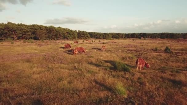 Highlanders Escoceses Los Campos Brezo Florecientes Púrpura Los Países Bajos — Vídeo de stock