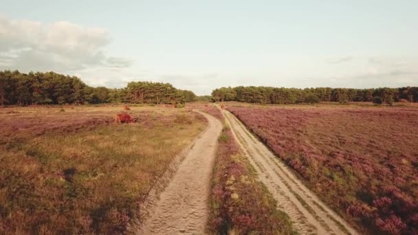 Aérea Hermoso Brezo Púrpura Cerca Hilversum Holanda — Vídeos de Stock