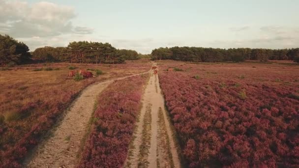 Воздух Красивого Фиолетового Вереска Рядом Хилверсумом Нидерландах — стоковое видео