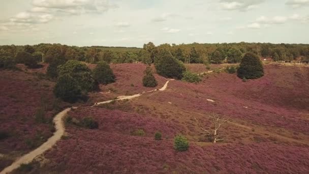 オランダのポズバンク国立公園の美しい紫色のヒースの丘の空中 — ストック動画