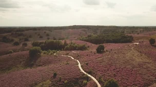 Luftaufnahme Der Wunderschönen Violetten Heidekrauthügel Nationalpark Posbank Den Niederlanden — Stockvideo