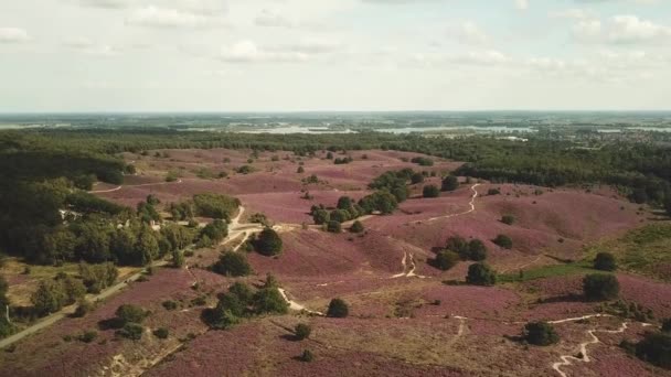 オランダのポズバンク国立公園の美しい紫色のヒースの丘の空中 — ストック動画