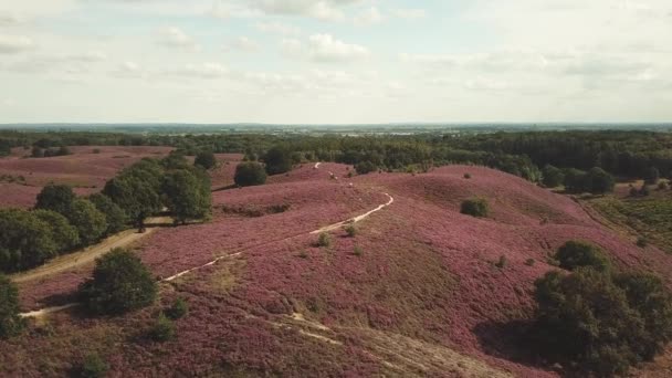 Zdjęcie Pięknego Fioletowego Wrzosowiska Niedaleko Hilversum Holandii — Wideo stockowe